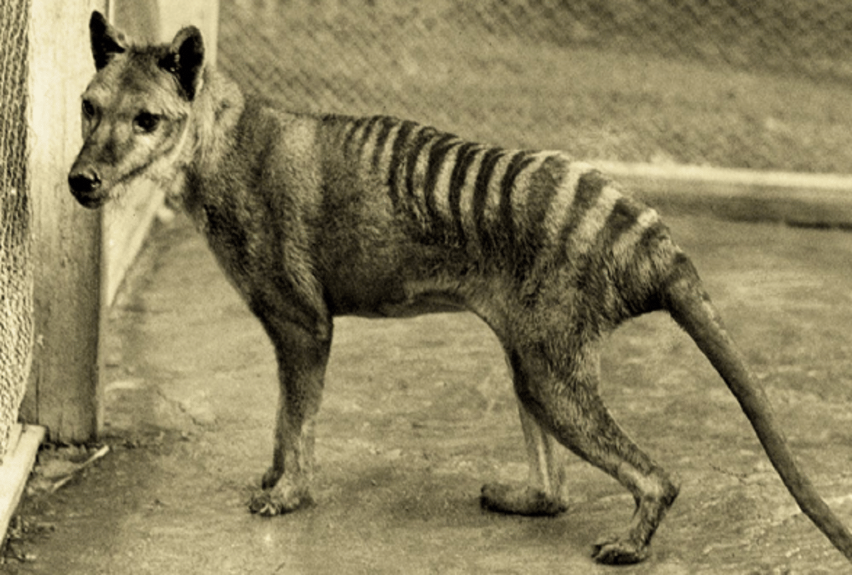 after 85 years people seeing extinct tasmanian tigers who looks like half dog half tiger