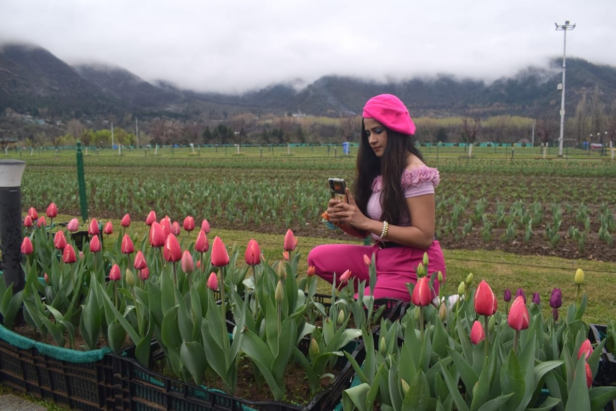 Tulip Gardens closed prematurely due to less rain and heat