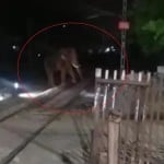 Now elephants will not die on railway tracks anywhere in india