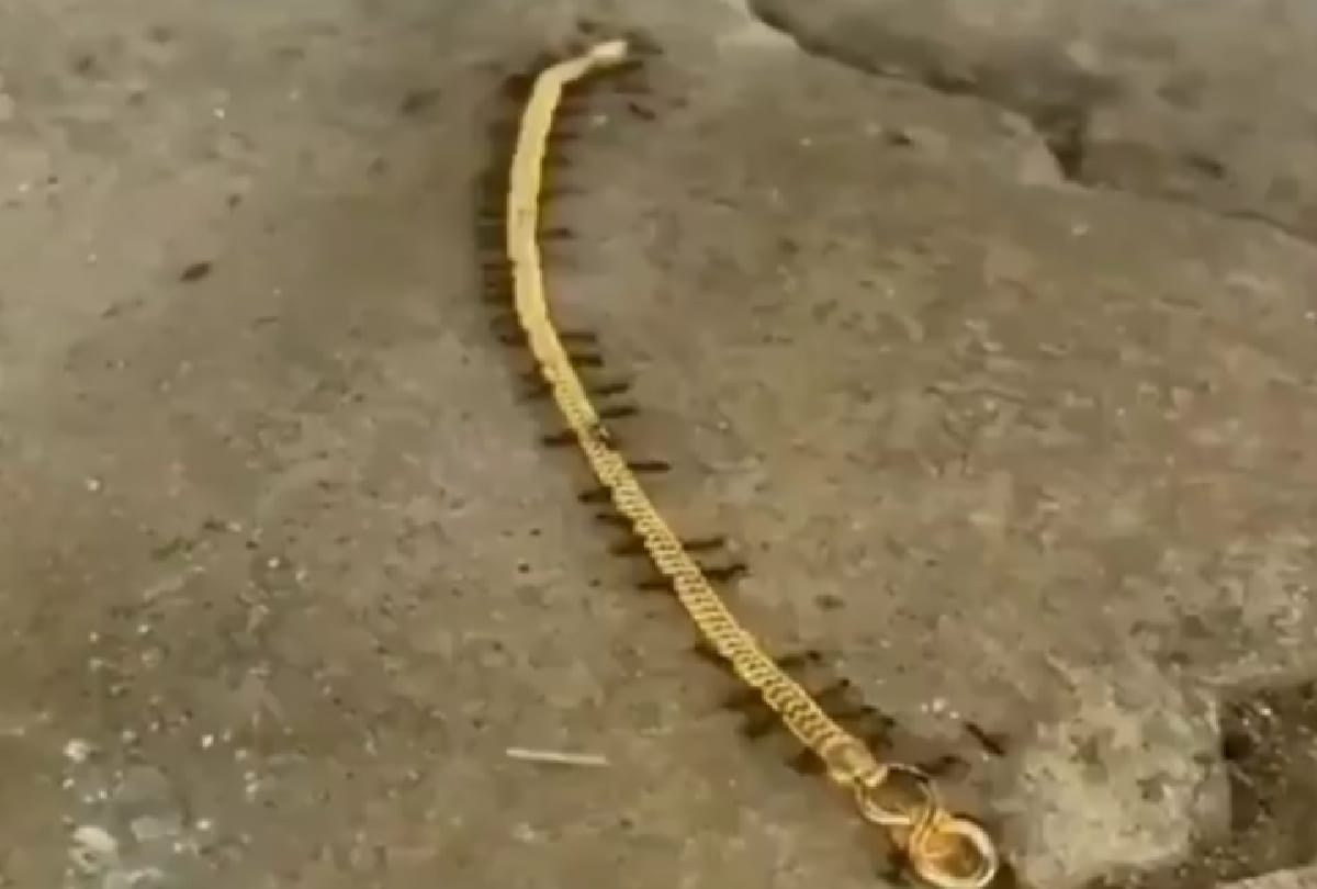group of ants carrying gold chain in a viral video