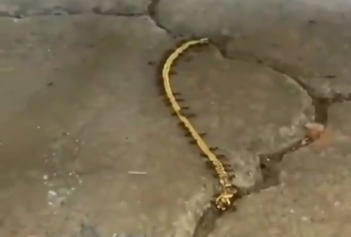 group of ants carrying gold chain in a viral video