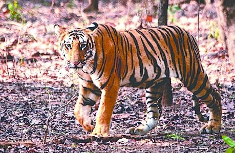 Tigers are safe neither in the fields nor in the forest