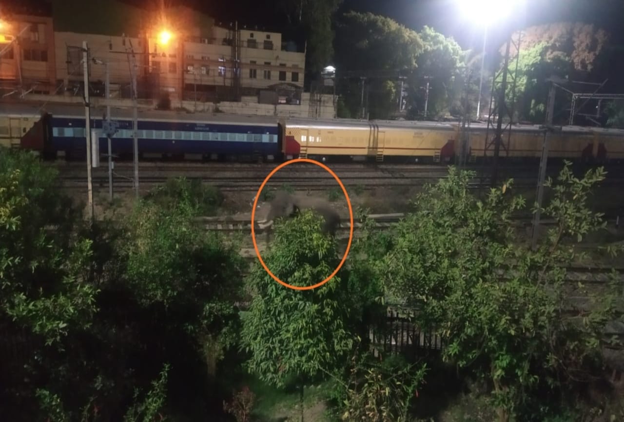 haridwar news: elephant came on railway station campus Wednesday late night photos