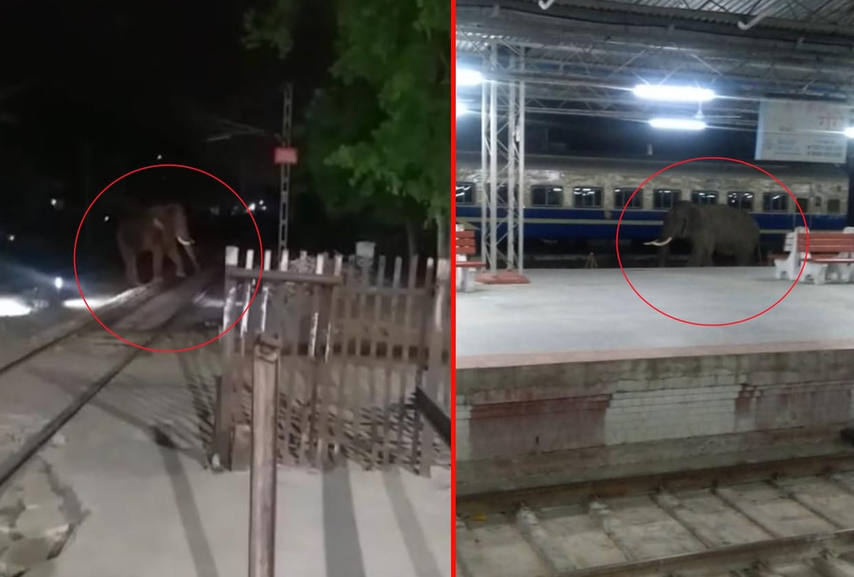haridwar news: elephant came on railway station campus Wednesday late night photos