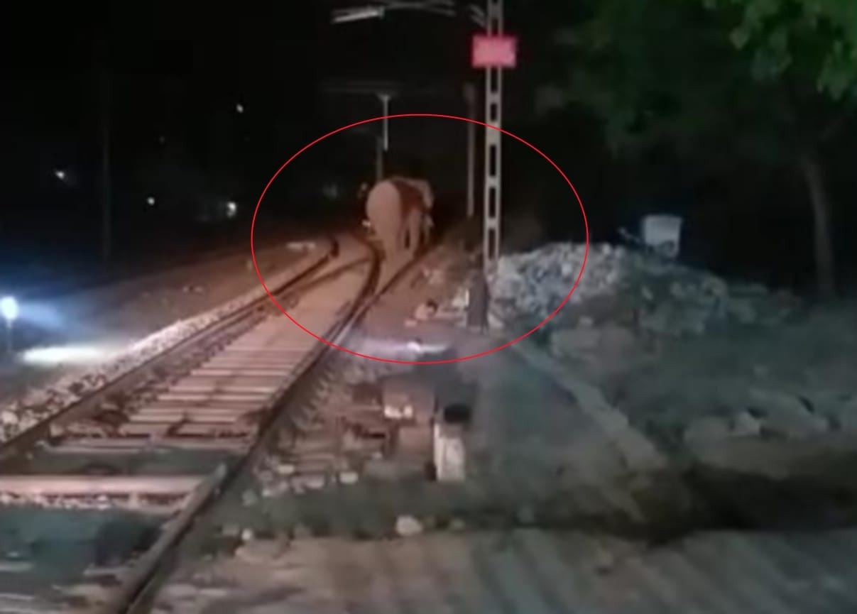 haridwar news: elephant came on railway station campus Wednesday late night photos