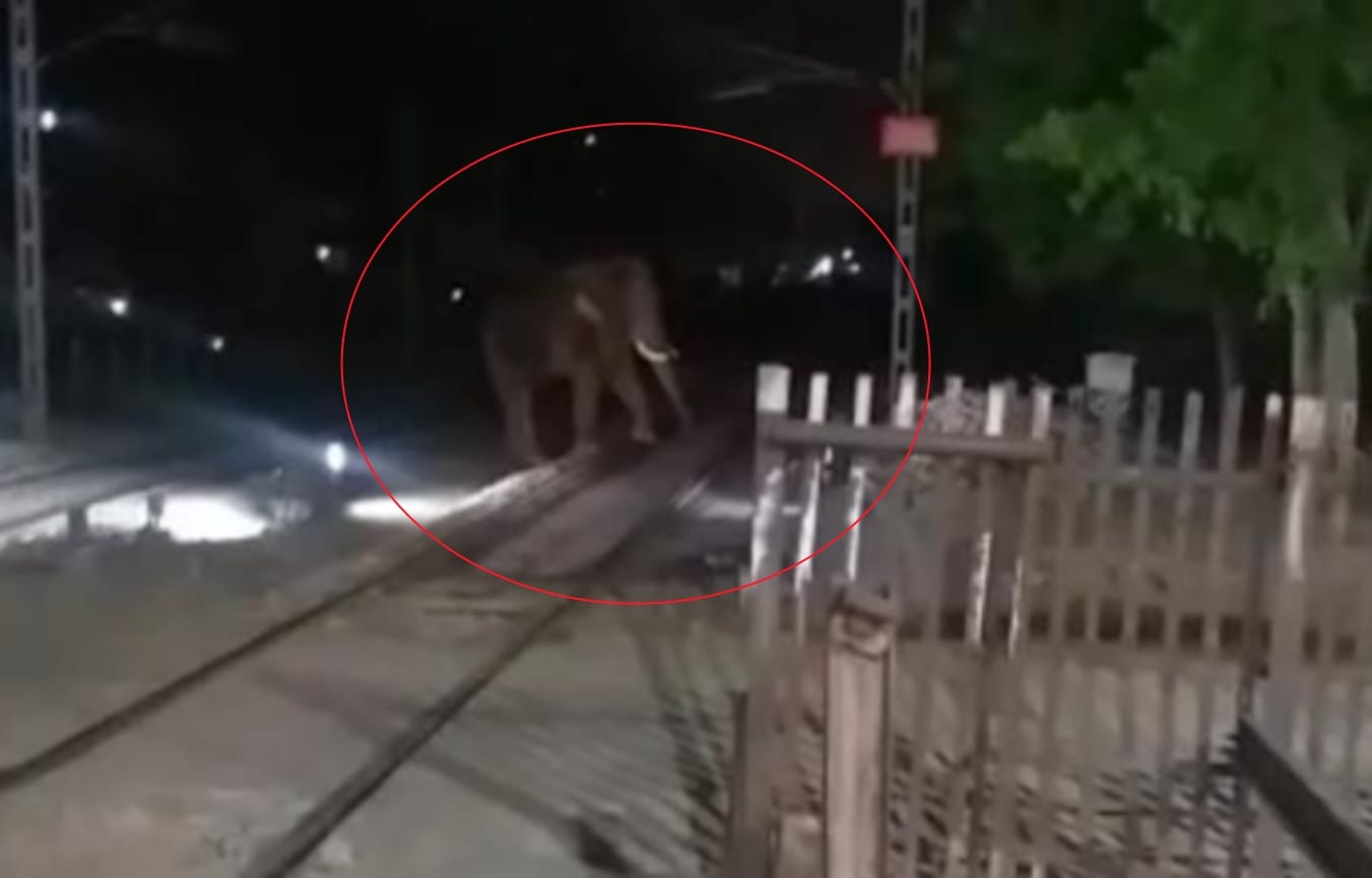 haridwar news: elephant came on railway station campus Wednesday late night photos