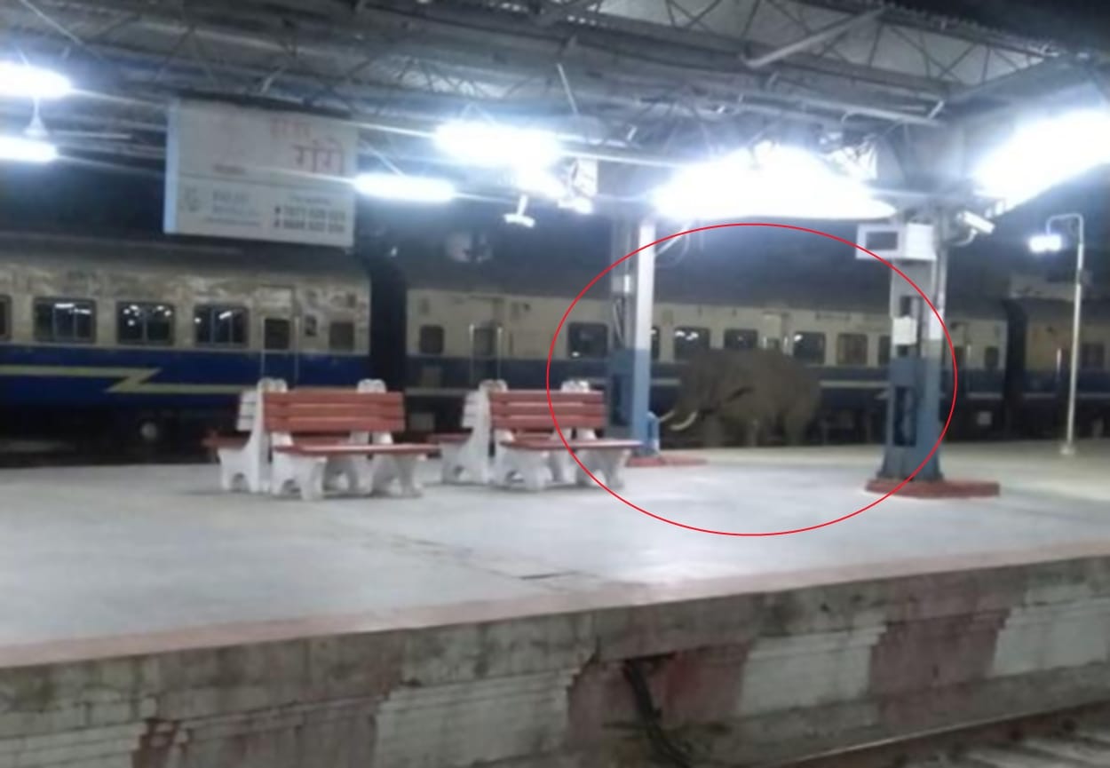 haridwar news: elephant came on railway station campus Wednesday late night photos