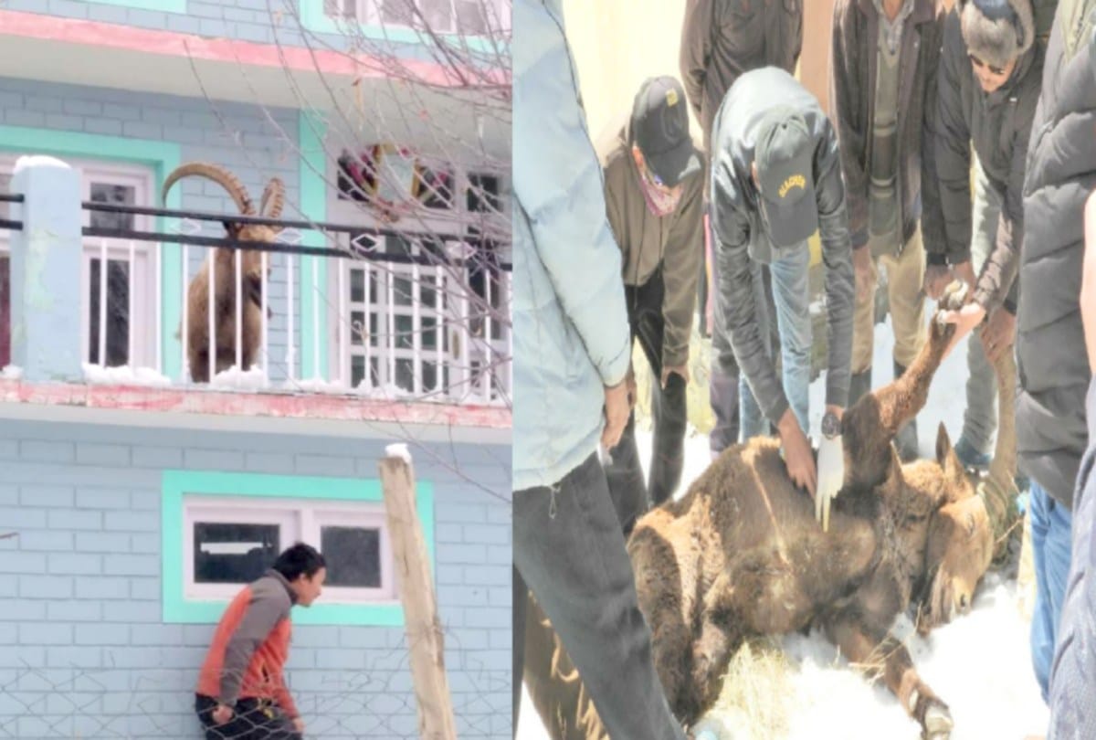 Alpine ibex entered the house in lahul, the villagers saved safely