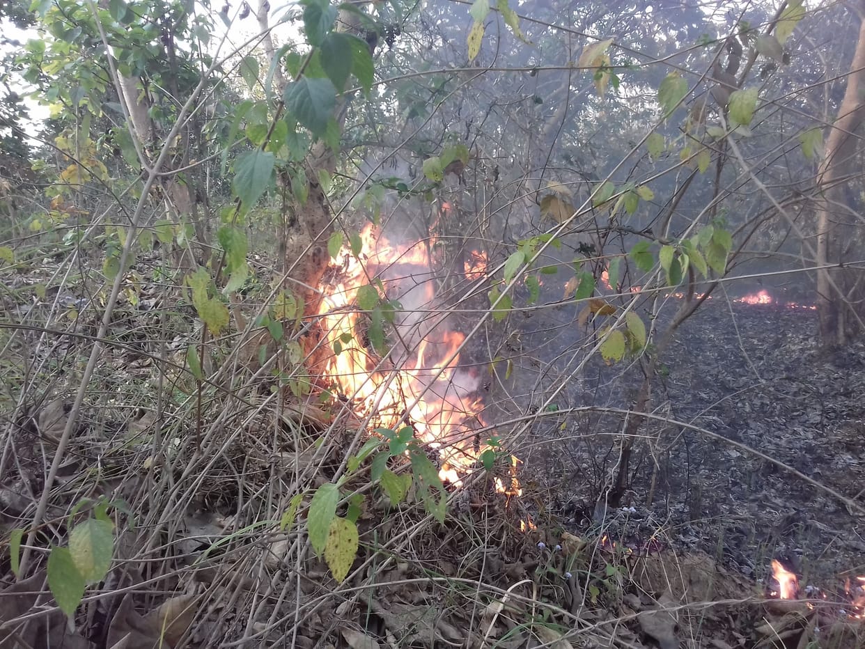 Fire continued for the fifth consecutive day in Sahuwala forest