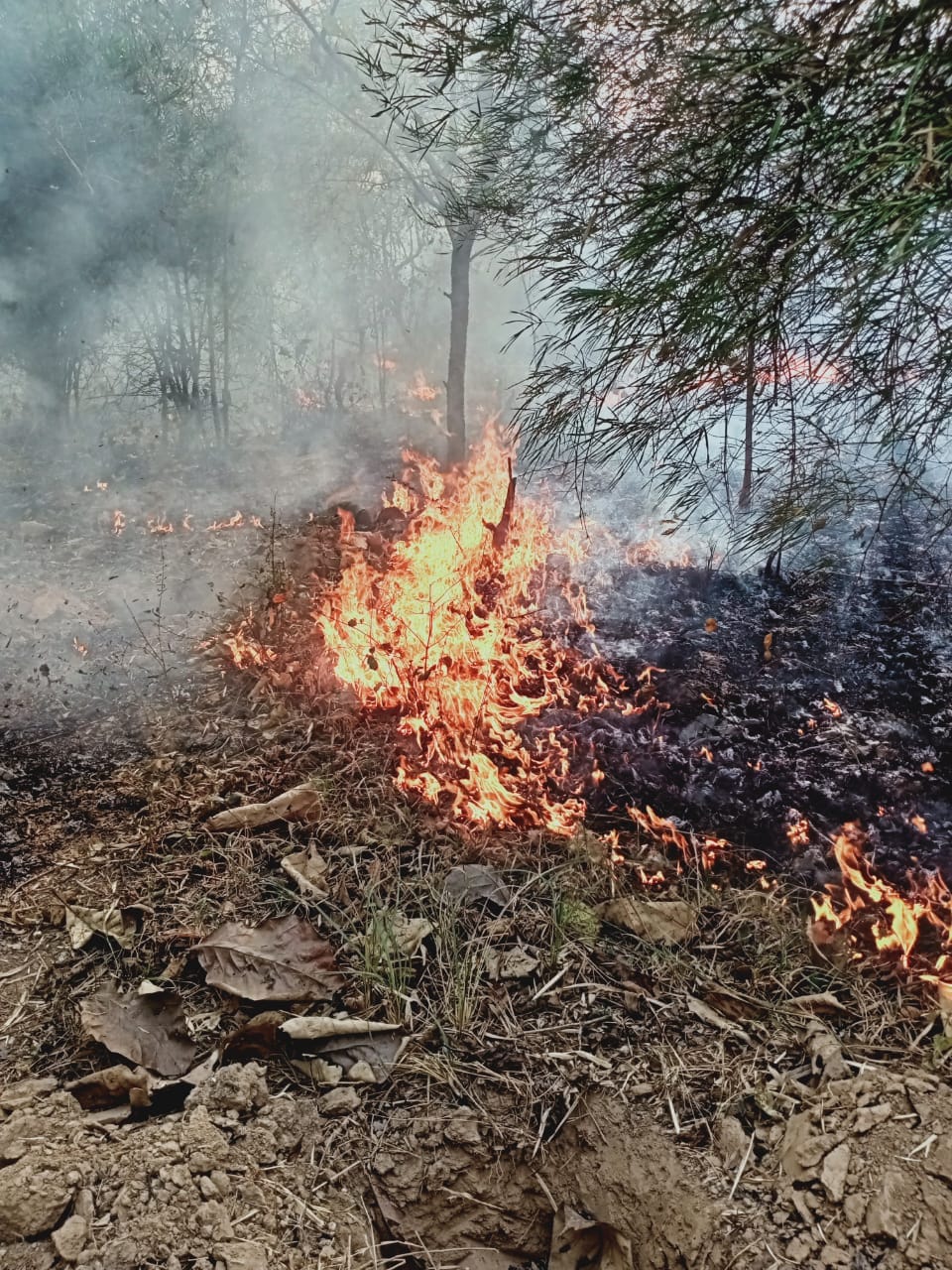 Fire continues to wreak havoc on Sahuwala forest for sixth day