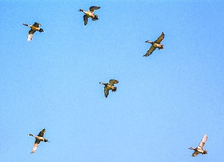 Migrant birds started returning to their homeland as the weather changed