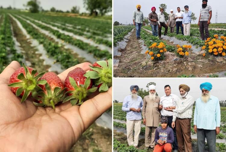 Punjab farmer Make money with Strawberry farming