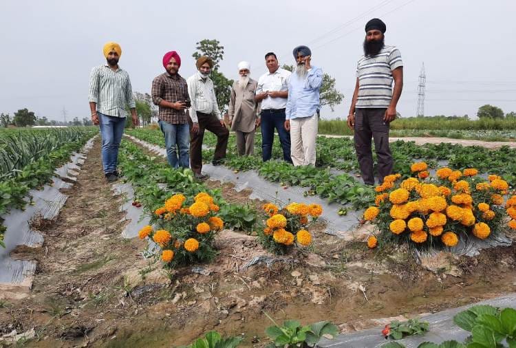 Punjab farmer Make money with Strawberry farming