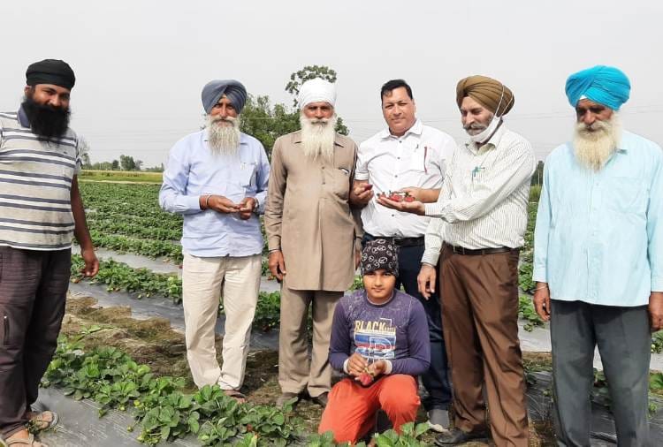Punjab farmer Make money with Strawberry farming