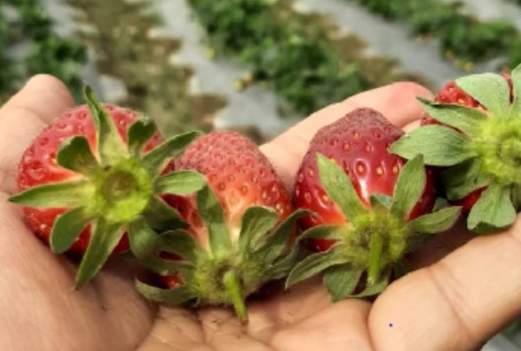 Punjab farmer Make money with Strawberry farming