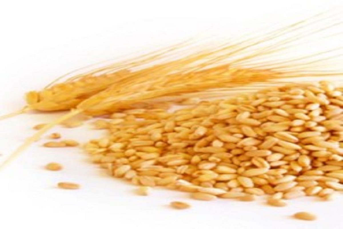 Agriculture: Wheat seed costlier by Rs 2 in Himachal, subsidy also reduced