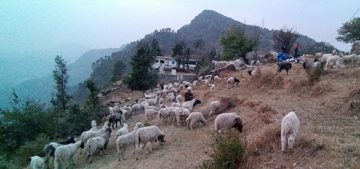 Migration in Himalayan Village
