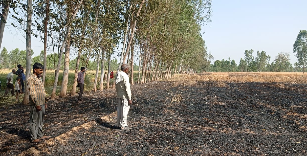 Four bigha wheat crop burnt by fire
