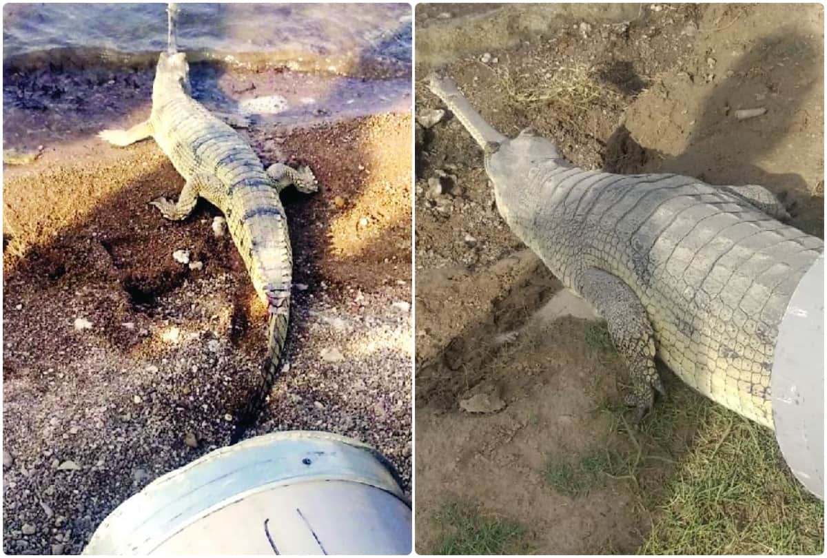number of alligators increased in Chambal river