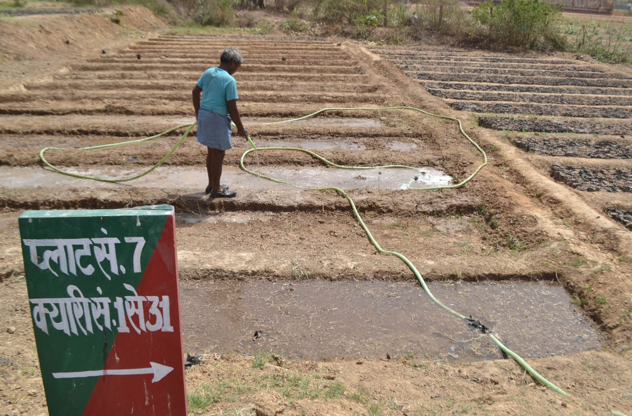 banda news,two crore,saplings,planted,in mandal