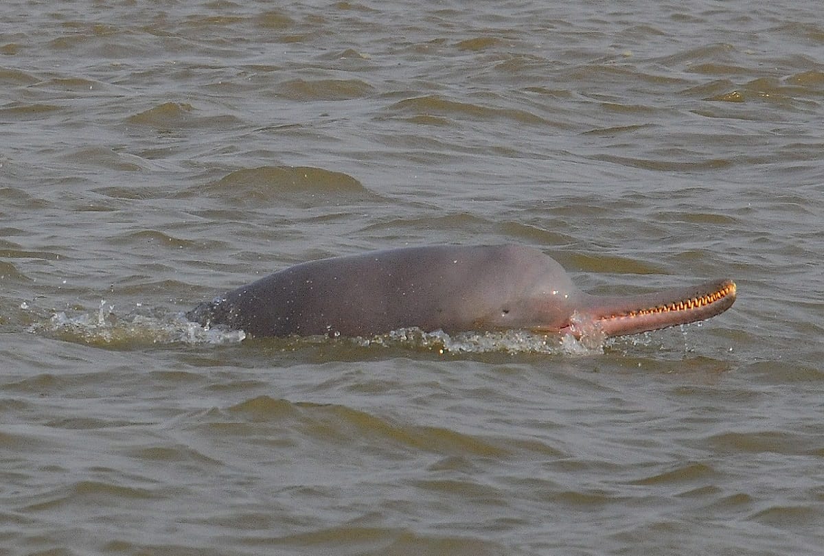 People catch dolphin and ate it up in Sitapur.