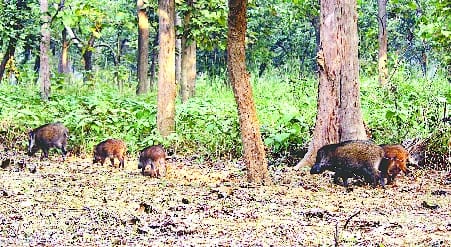 Wild boar's clan rises in Dudhwa