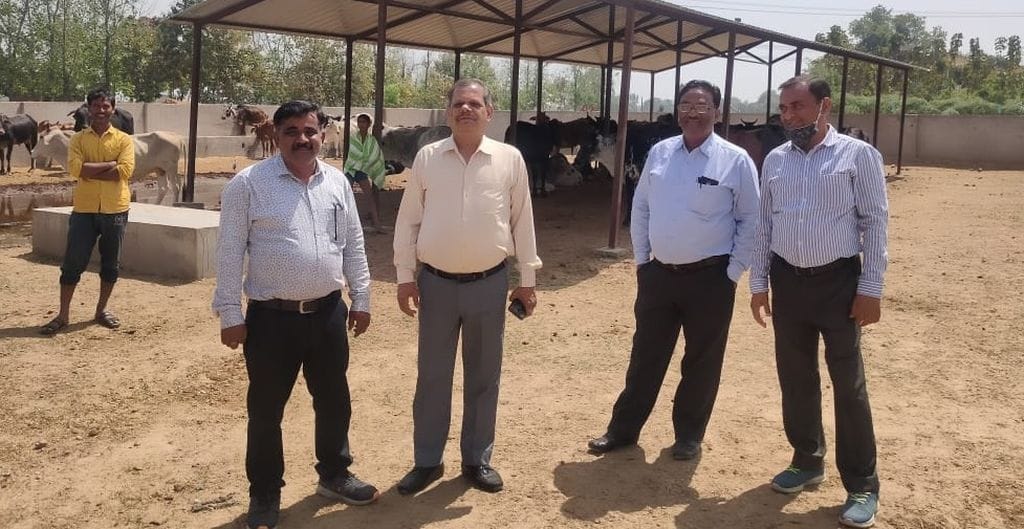 Make arrangements now to save the cow dynasty from heat
