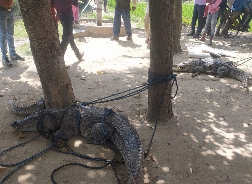 Three crocodiles caught in the trap