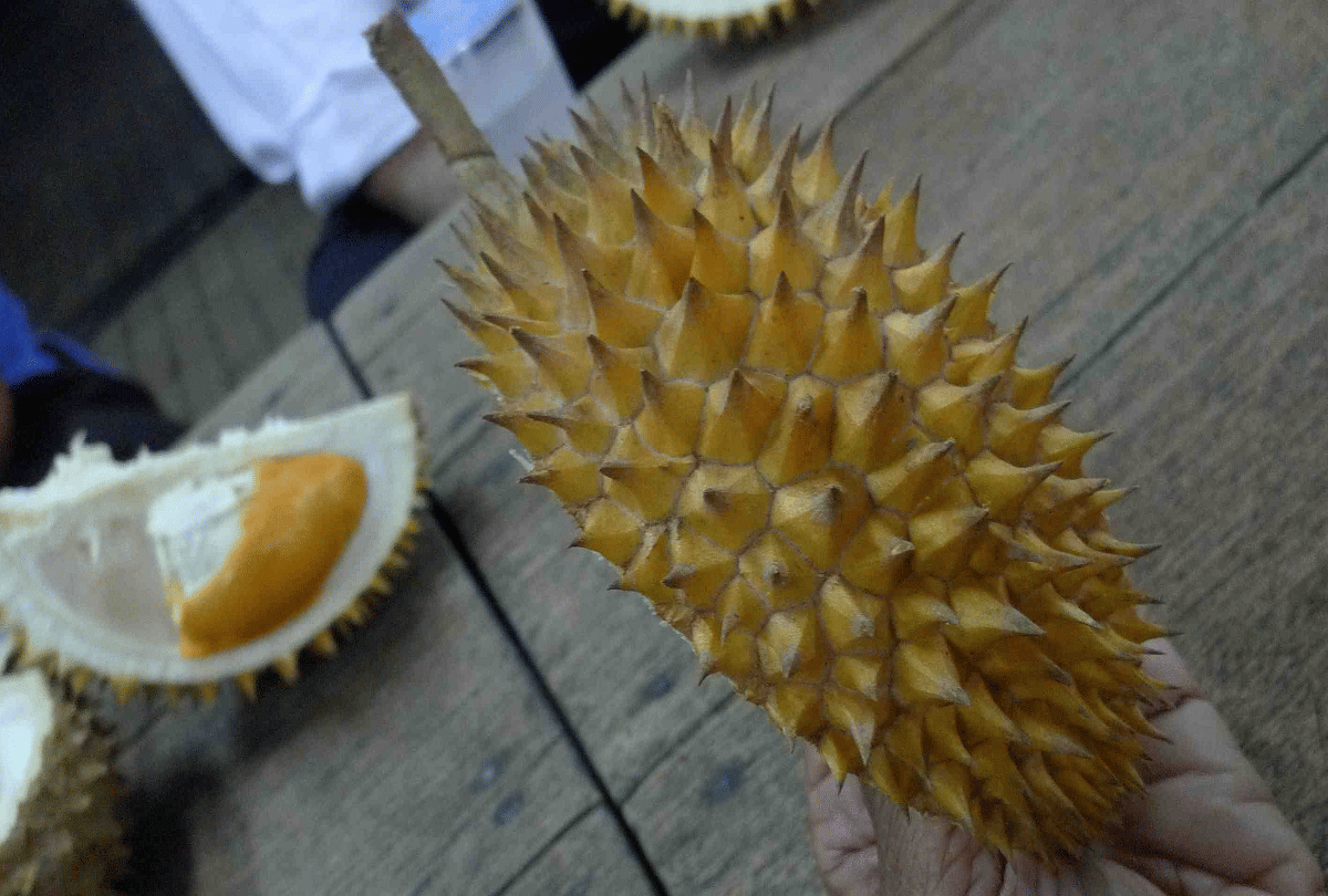 singapore scientist developed antibacterial gel bandage by durian husk fruit which looks like jackfruit