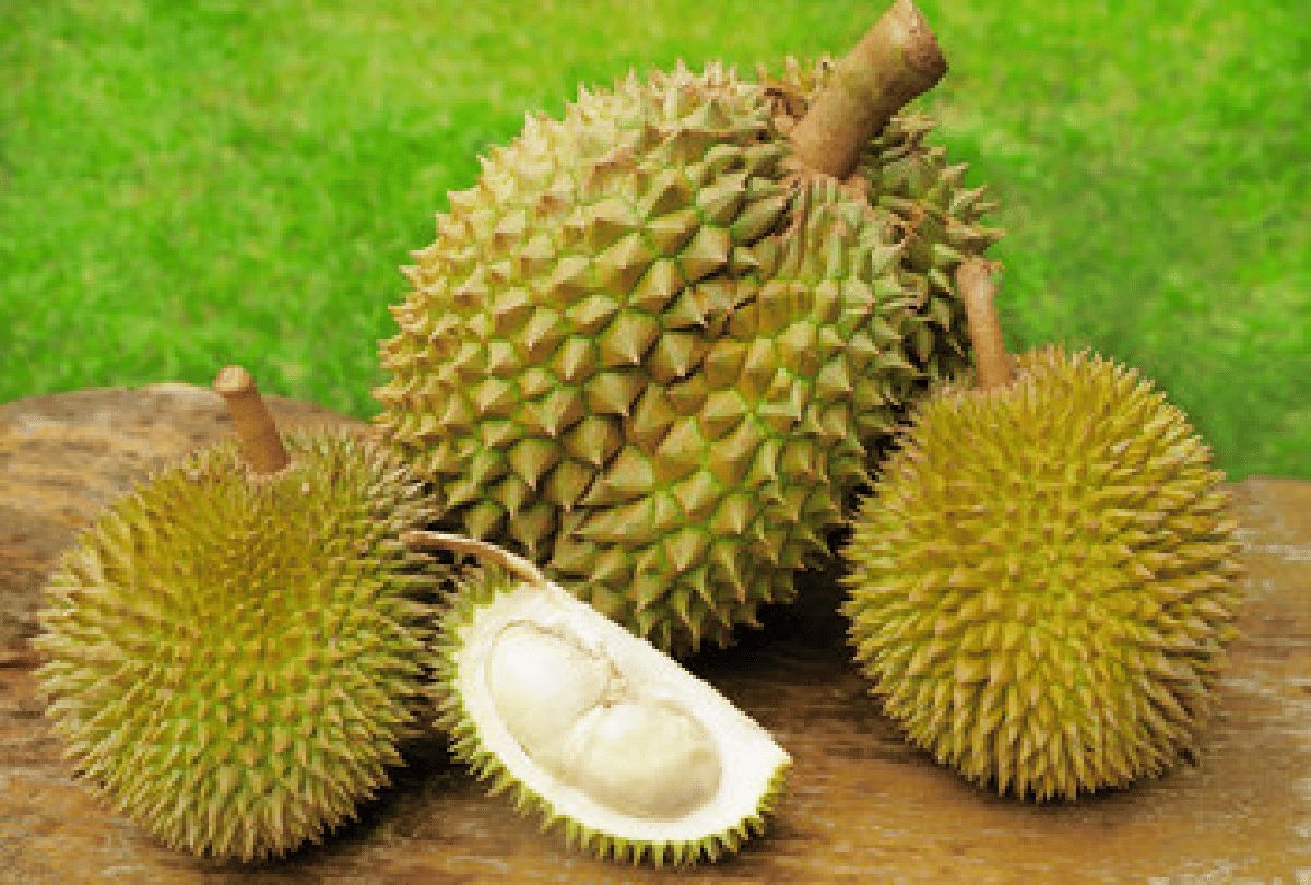 singapore scientist developed antibacterial gel bandage by durian husk fruit which looks like jackfruit
