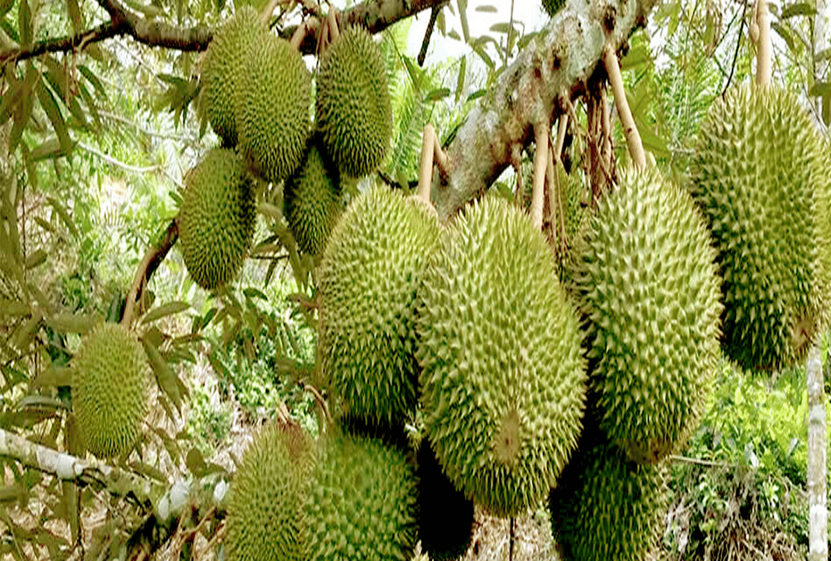 singapore scientist developed antibacterial gel bandage by durian husk fruit which looks like jackfruit