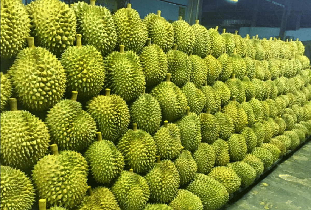 singapore scientist developed antibacterial gel bandage by durian husk fruit which looks like jackfruit