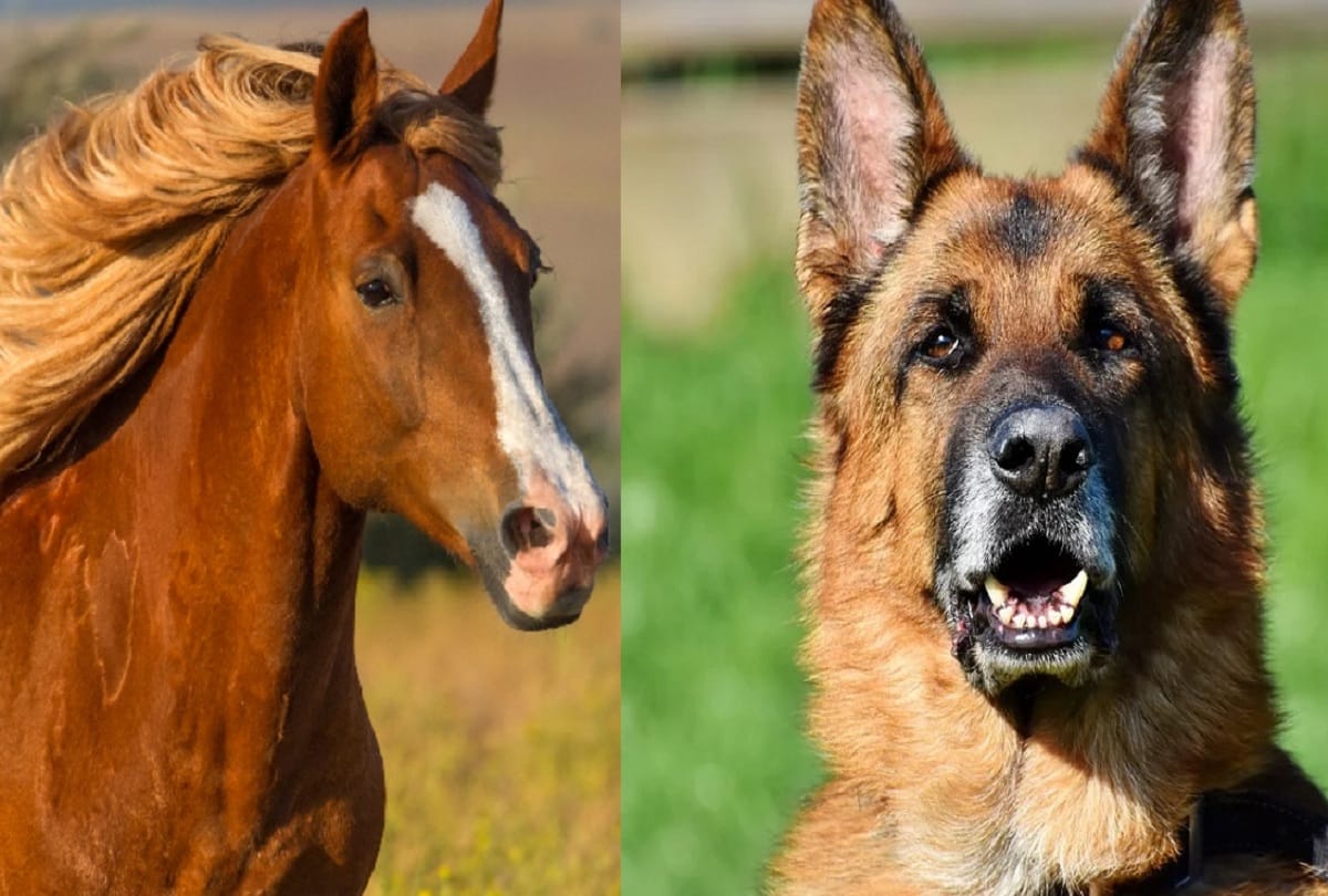 poland will give pension retired horses and dogs
