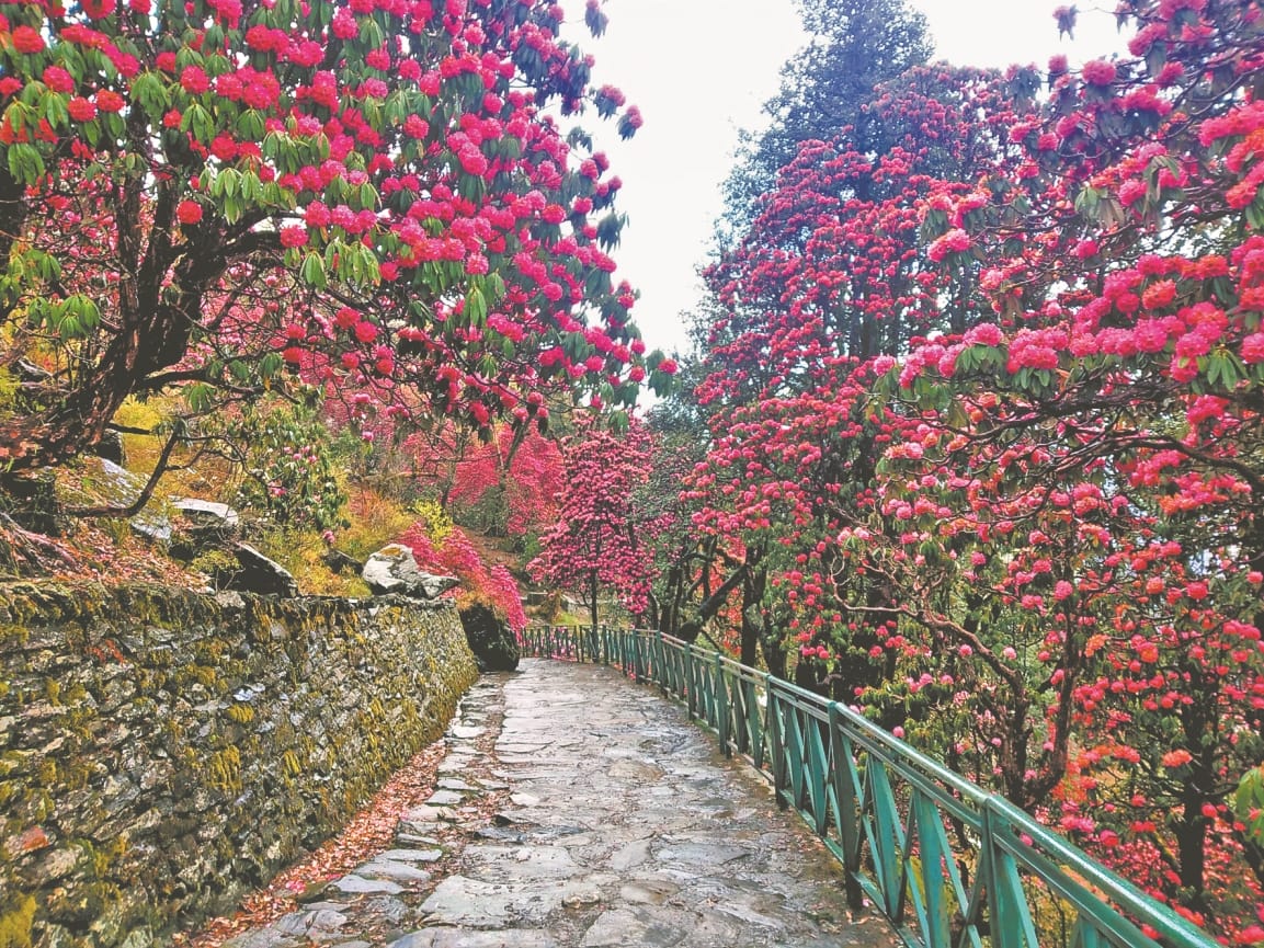 uttarakhand news: Gods and Goddesses along with Lord Shiva, play Holi with buransh