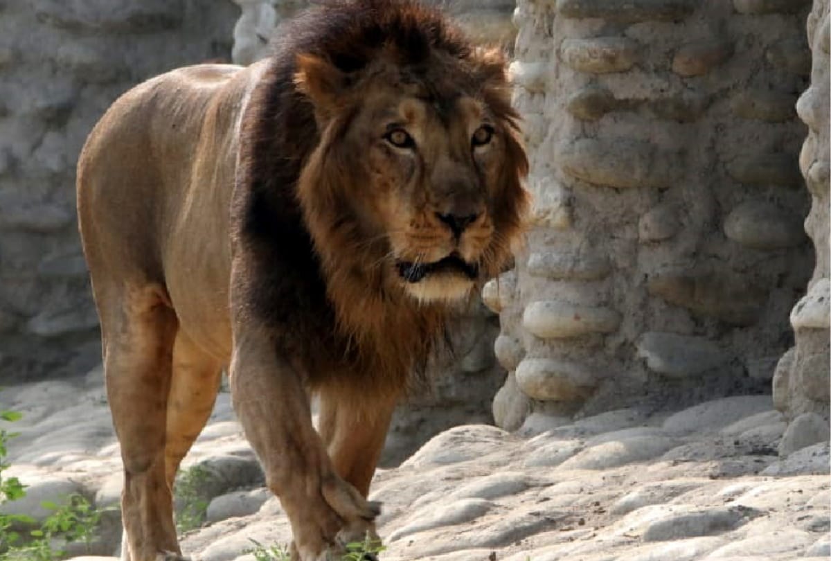 gorakhpur zoo latest photos of first day in gorakhpur