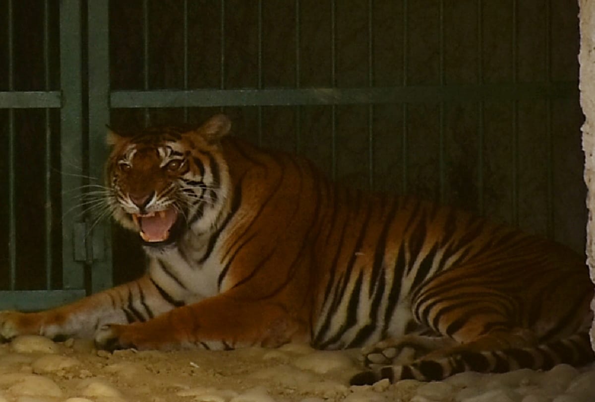 Disturbing wildlife May be fined ten thousand in Gorakhpur zoo