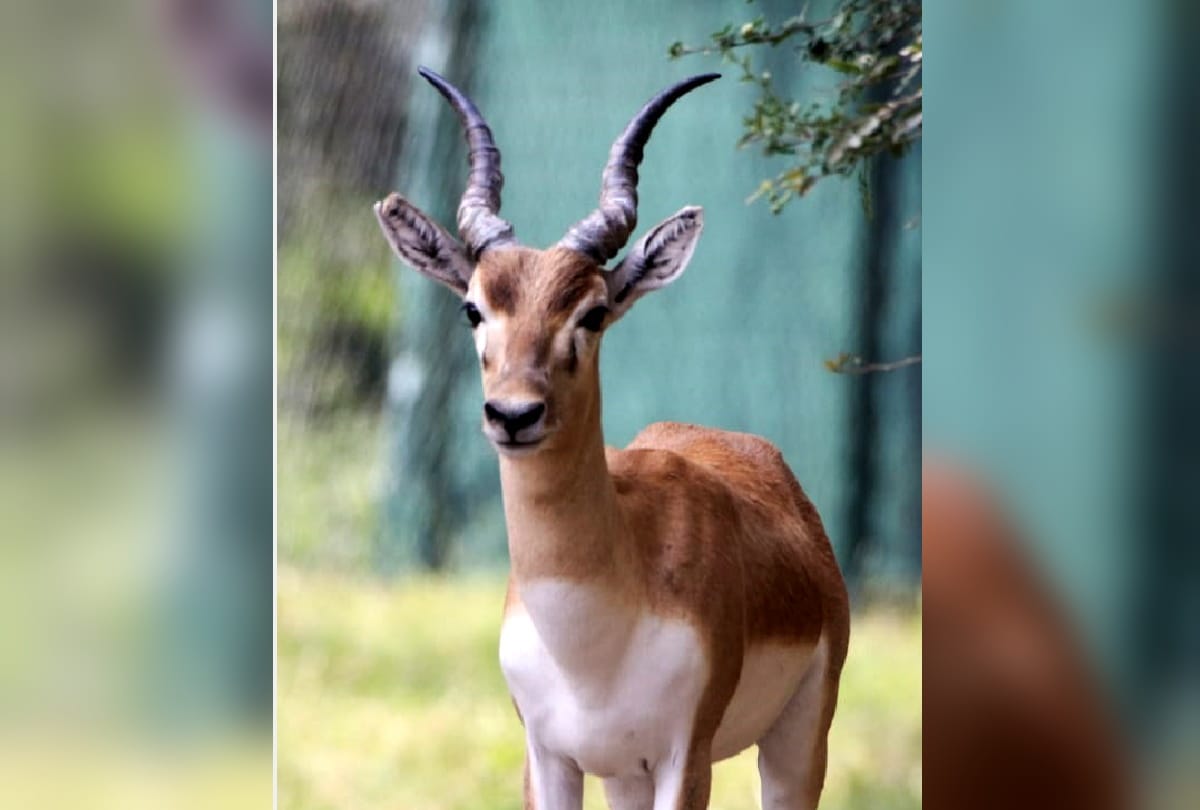 Deer attacked and injured three zoo keepers in 24 hours