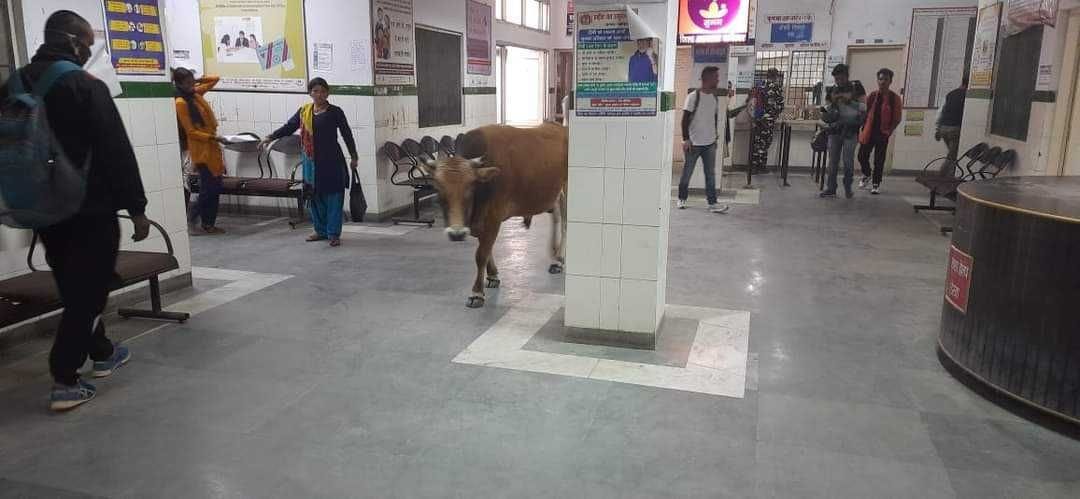 Bull enters hospital, chaos in patients