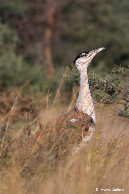 interesting facts about great indian bustard know about this indian birds