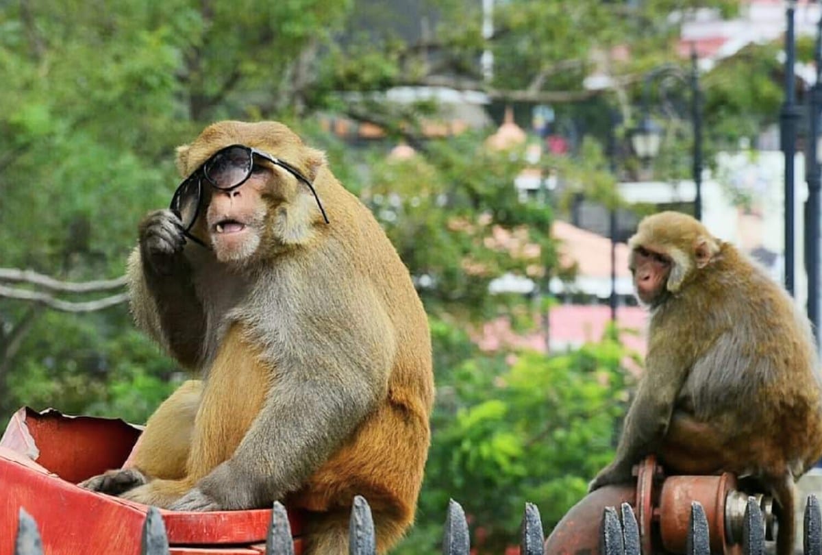 Blackmailer monkey Caught near DC office shimla