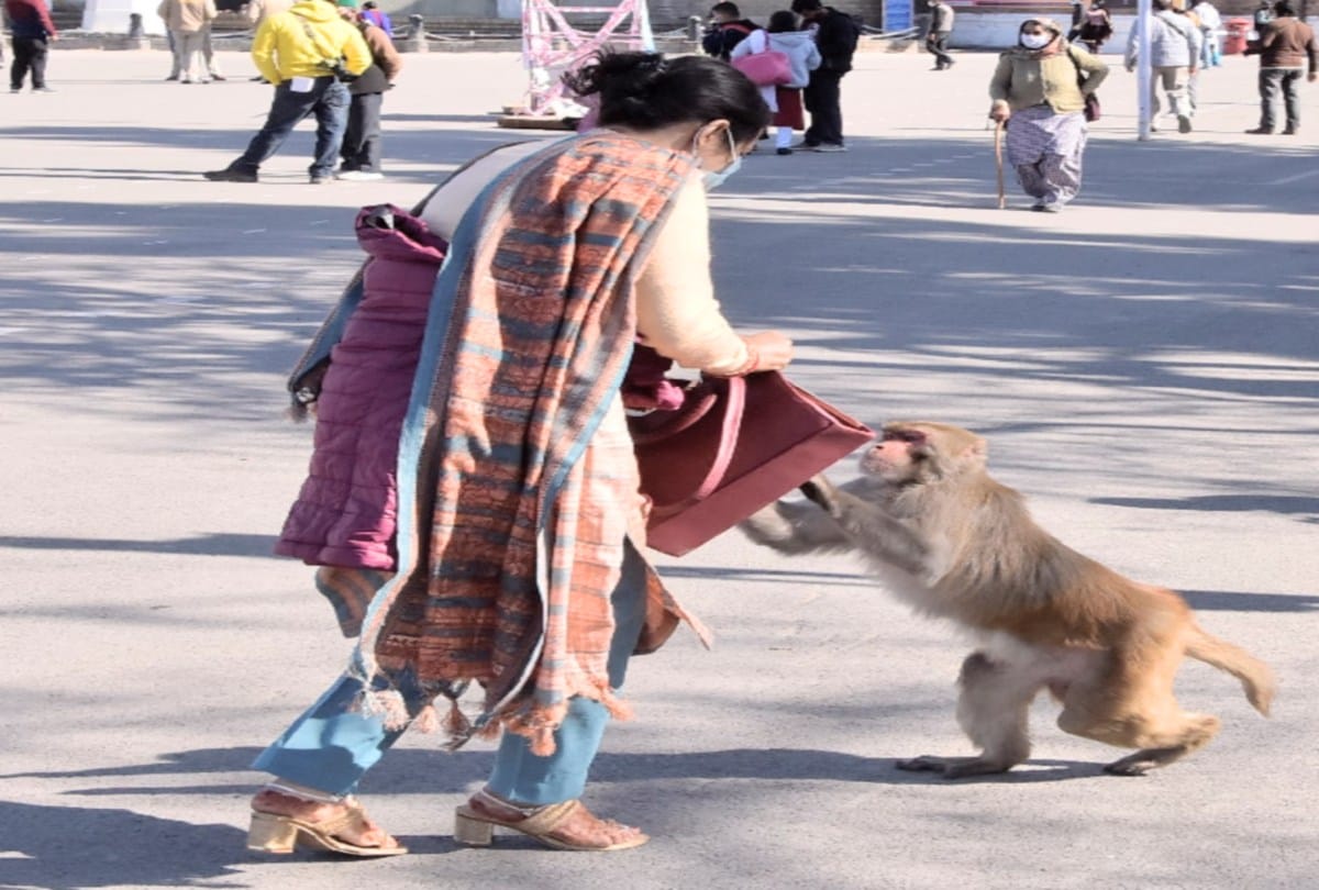 govt Raised the matter of declaring monkeys as vermin again in Himachal with the Center