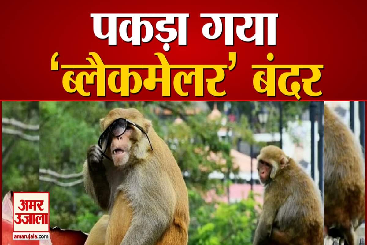 शिमला के बंदर