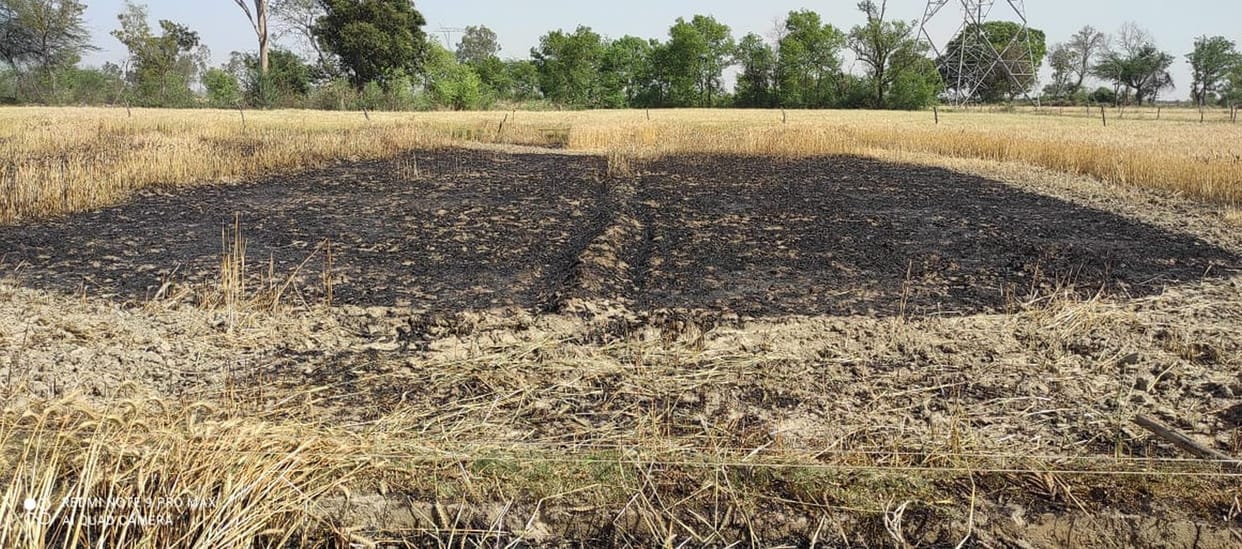 1 bigha wheat crop burnt due to fire in different areas