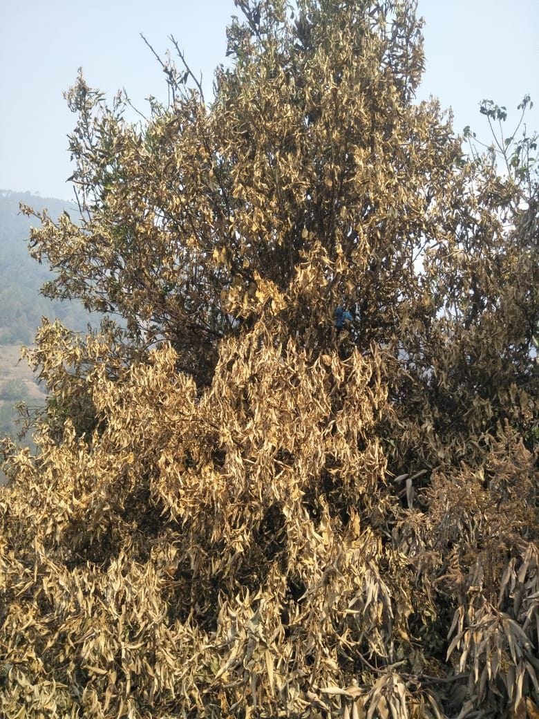 Litchi garden burnt by forest fire