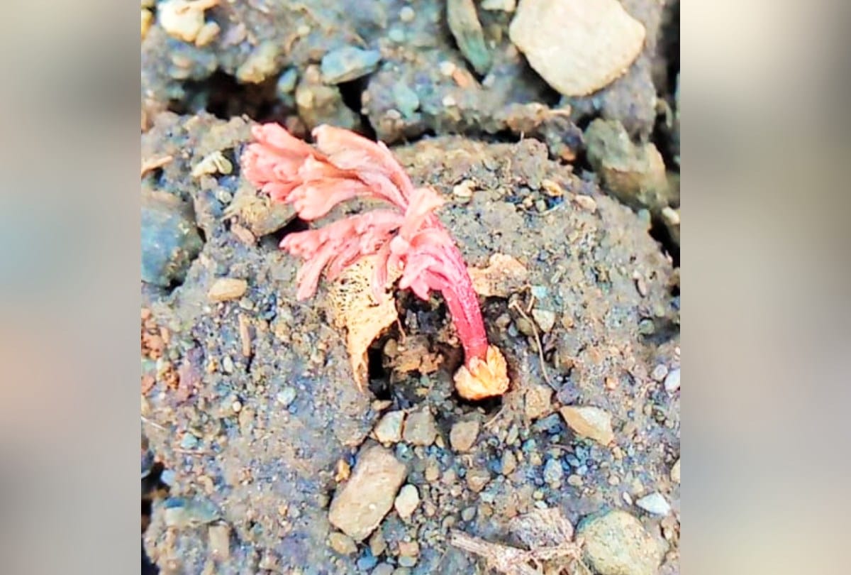 Asafoetida plant rich in medicinal properties  germinated in the fields for the first time in the country