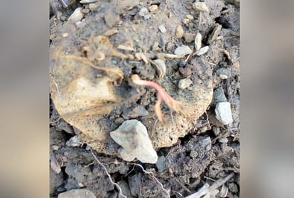 Asafoetida plant rich in medicinal properties  germinated in the fields for the first time in the country