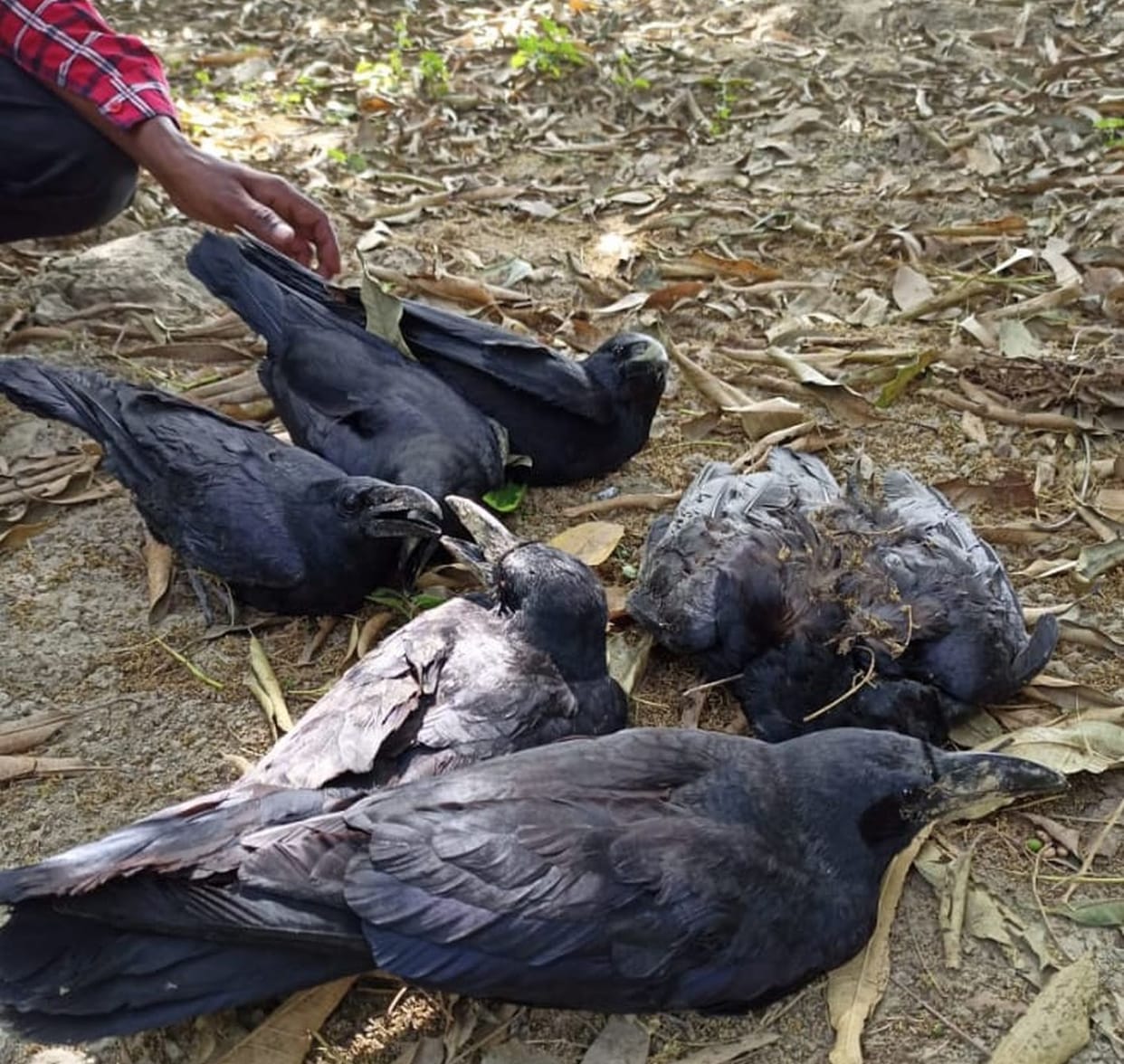crow died