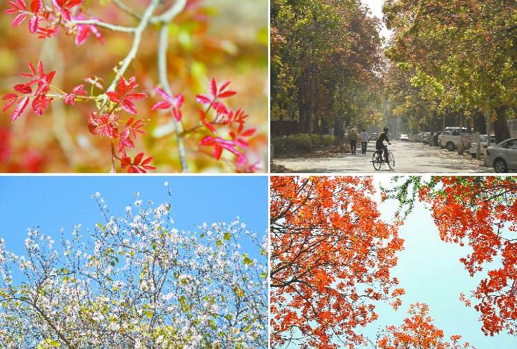 See the Natural beauty of Chandigarh in these photos