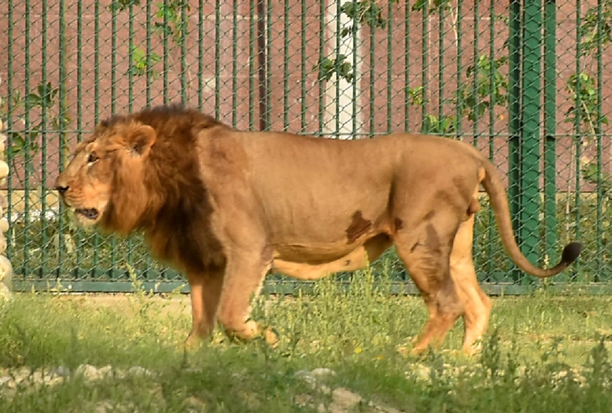 Adopt Babbar Lion of PM Modi Gujarat in CM City Gorakhpur
