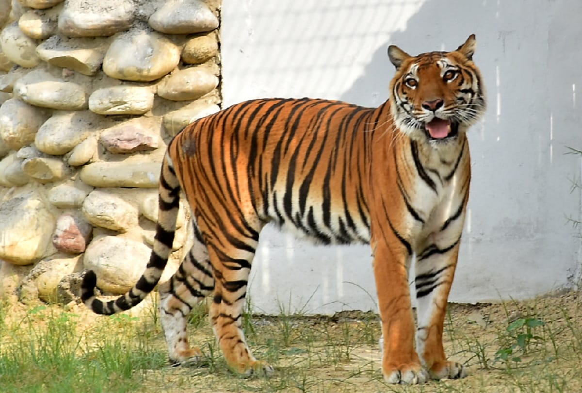 CM Yogi orders to children of council schools will visit Gorakhpur zoo for free